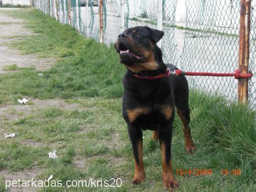 paŞa Erkek Rottweiler