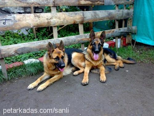 yasko Erkek Alman Çoban Köpeği