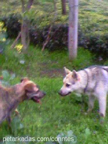 kont Erkek Alman Çoban Köpeği