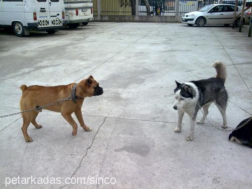 batİ Erkek Boxer