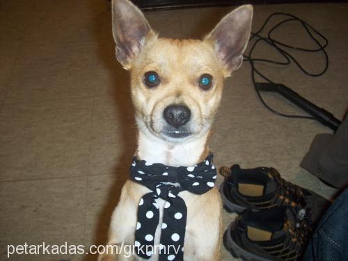 flav Erkek Chihuahua
