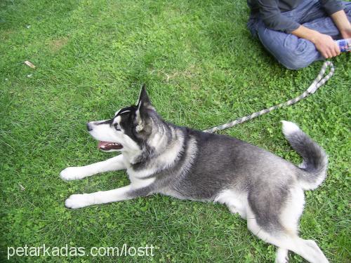 aşil Erkek Sibirya Kurdu (Husky)