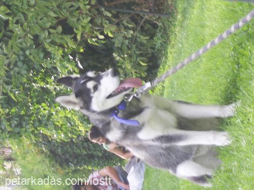 aşil Erkek Sibirya Kurdu (Husky)