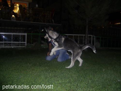 aşil Erkek Sibirya Kurdu (Husky)