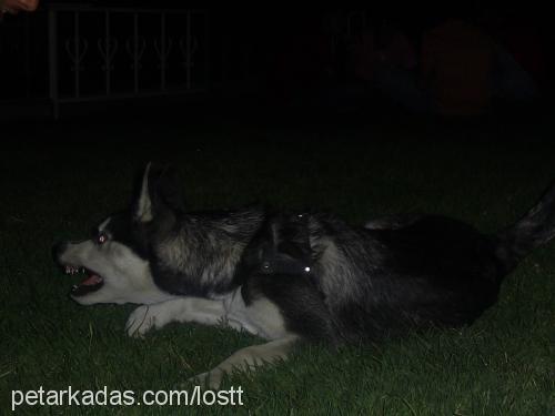 aşil Erkek Sibirya Kurdu (Husky)