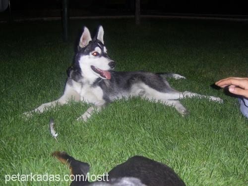 aşil Erkek Sibirya Kurdu (Husky)