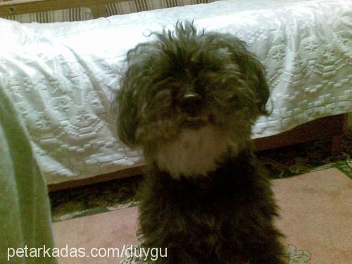 suzy Dişi Poodle (Standart Kaniş)