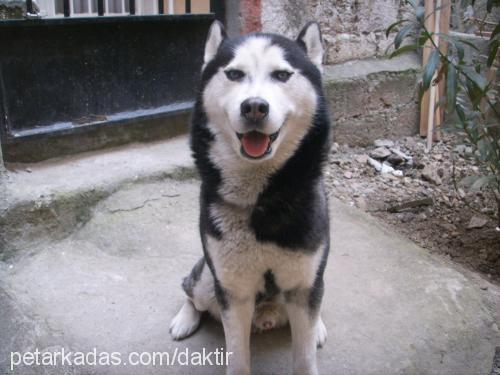 zeus Erkek Sibirya Kurdu (Husky)