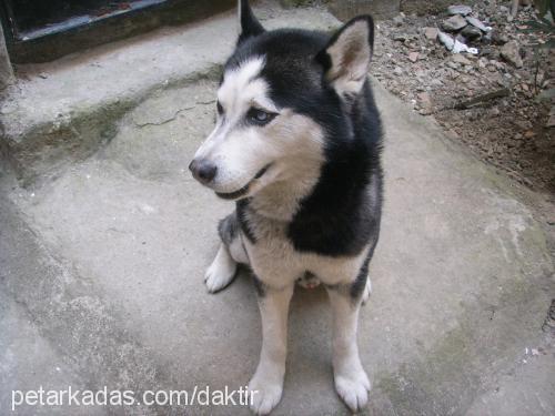 zeus Erkek Sibirya Kurdu (Husky)