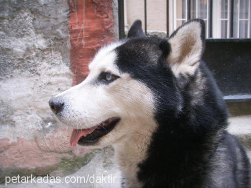 zeus Erkek Sibirya Kurdu (Husky)