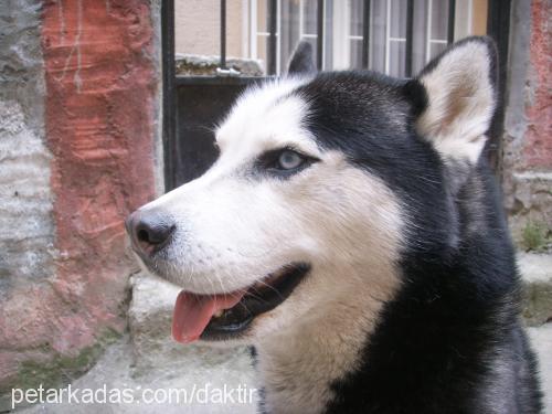 zeus Erkek Sibirya Kurdu (Husky)