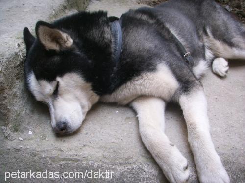 zeus Erkek Sibirya Kurdu (Husky)