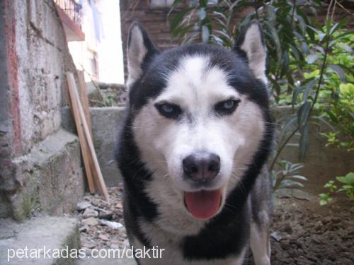 zeus Erkek Sibirya Kurdu (Husky)