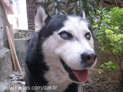 zeus Erkek Sibirya Kurdu (Husky)