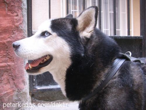 zeus Erkek Sibirya Kurdu (Husky)