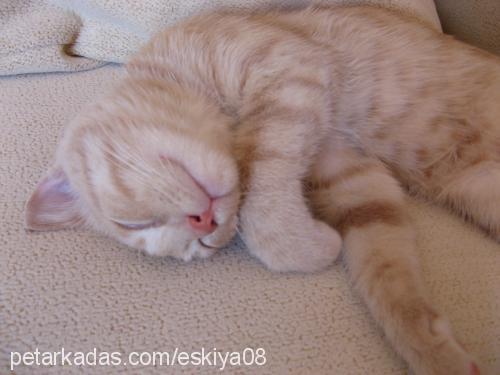 eşkiya Erkek British Shorthair