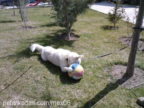 mex Erkek Sibirya Kurdu (Husky)