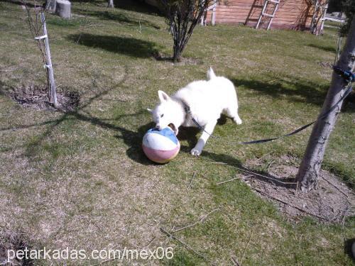 mex Erkek Sibirya Kurdu (Husky)