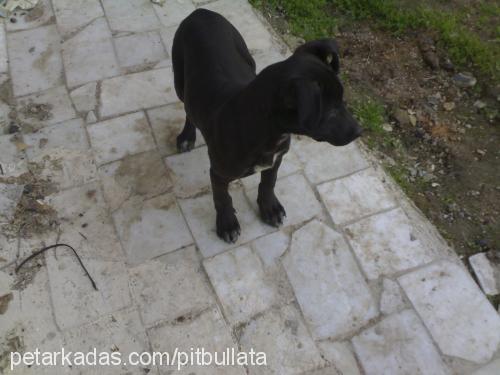 blackpearl Dişi Amerikan Pitbull Terrier