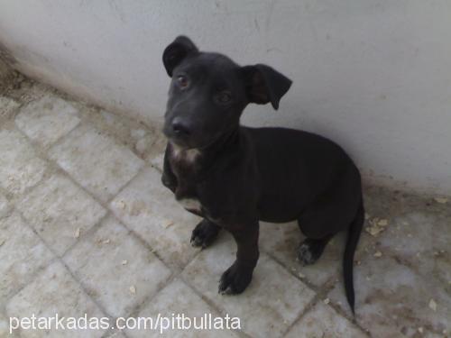 blackpearl Dişi Amerikan Pitbull Terrier