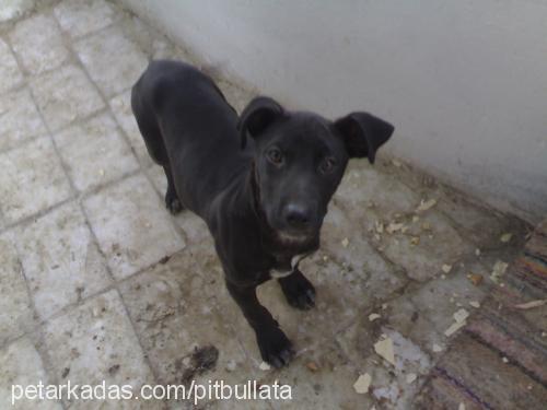 blackpearl Dişi Amerikan Pitbull Terrier