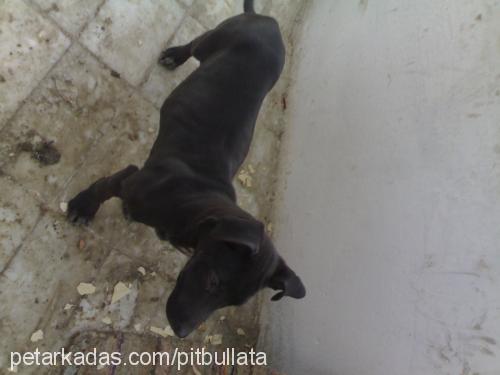 blackpearl Dişi Amerikan Pitbull Terrier