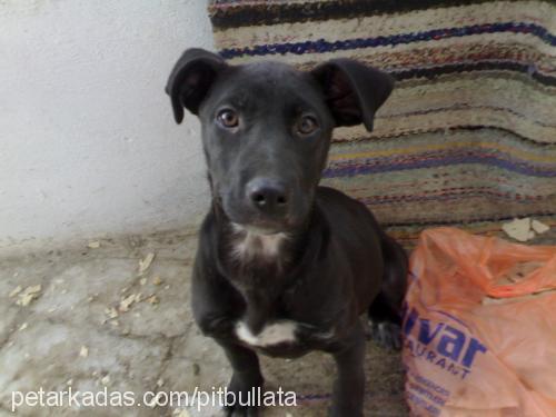 blackpearl Dişi Amerikan Pitbull Terrier