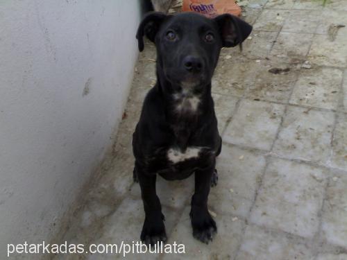 blackpearl Dişi Amerikan Pitbull Terrier