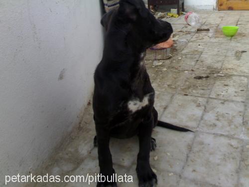 blackpearl Dişi Amerikan Pitbull Terrier