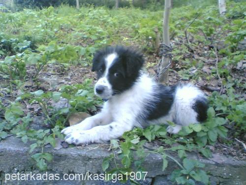 carlos Erkek Border Collie