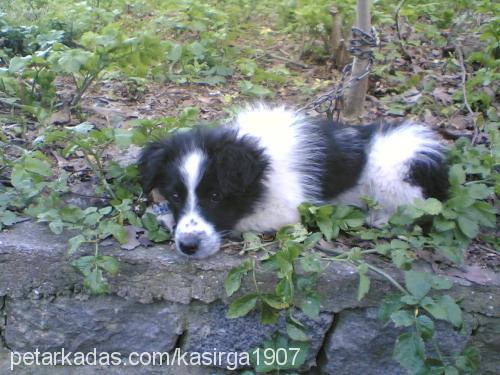 carlos Erkek Border Collie