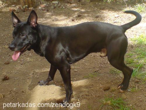 buda Erkek Amerikan Pitbull Terrier