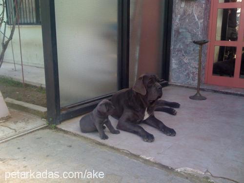 shela Dişi Napoliten Mastiff