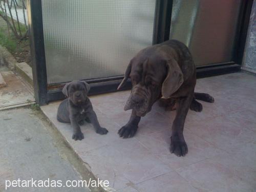 shela Dişi Napoliten Mastiff