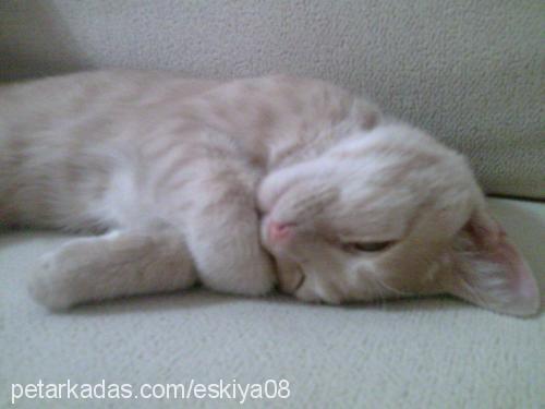 eşkiya Erkek British Shorthair