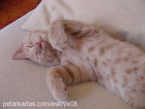 eşkiya Erkek British Shorthair