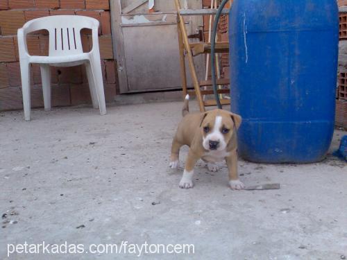 gumus Dişi Amerikan Pitbull Terrier