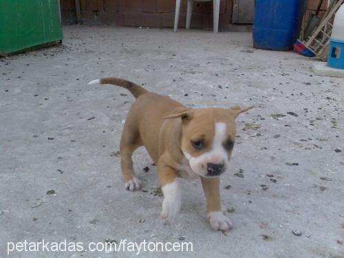 gumus Dişi Amerikan Pitbull Terrier