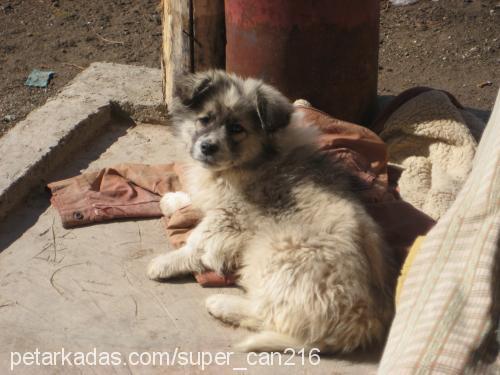 haruka Erkek Pomeranyalı