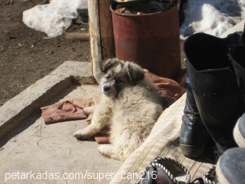 haruka Erkek Pomeranyalı