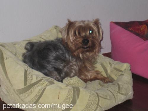 tayni Erkek Yorkshire Terrier