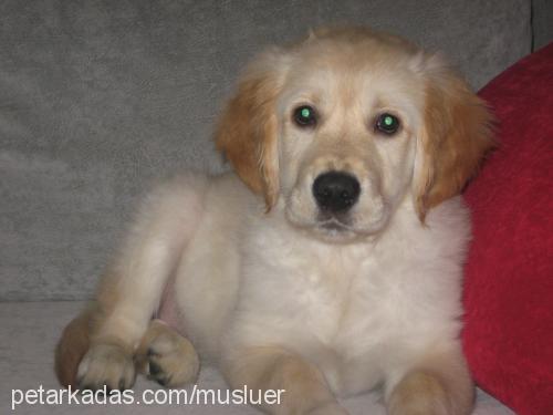 naz Dişi Golden Retriever