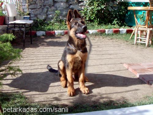 yasko Erkek Alman Çoban Köpeği