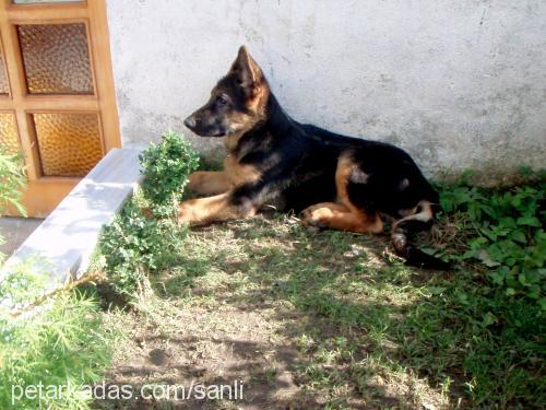 yasko Erkek Alman Çoban Köpeği