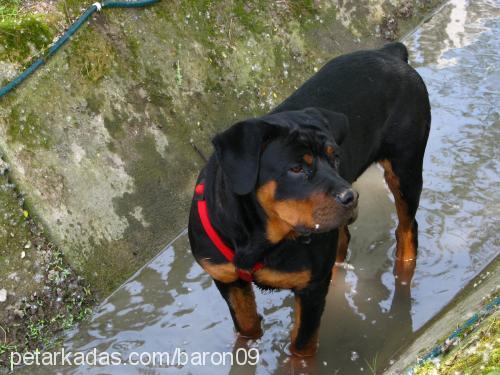 baron Erkek Rottweiler