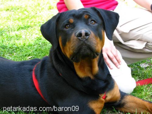 baron Erkek Rottweiler