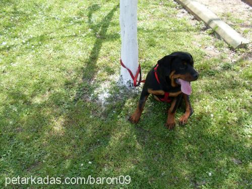 baron Erkek Rottweiler