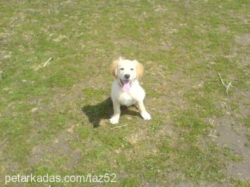 tazz Erkek Golden Retriever