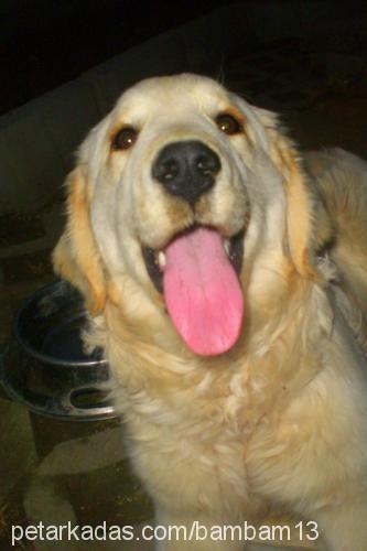 daisy Dişi Golden Retriever