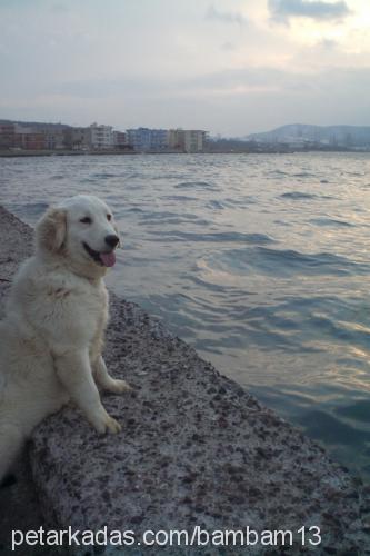 daisy Dişi Golden Retriever